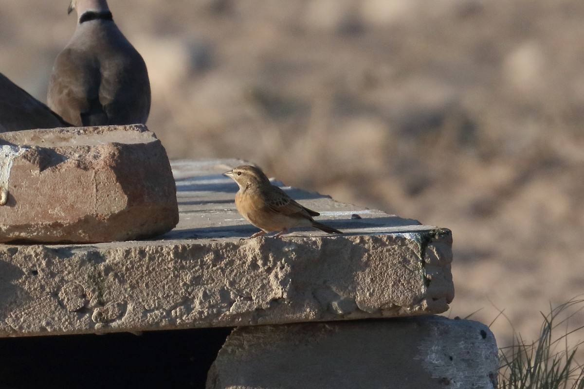 Lark-like Bunting - ML202910941