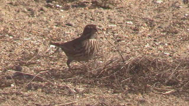 Savannah Sparrow (Large-billed) - ML202912081