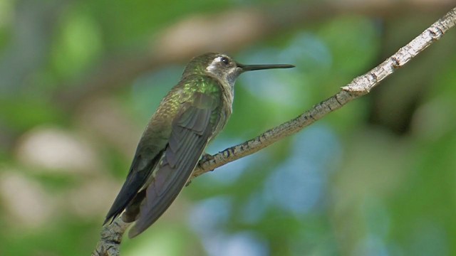 kolibřík blankytohrdlý - ML202912411