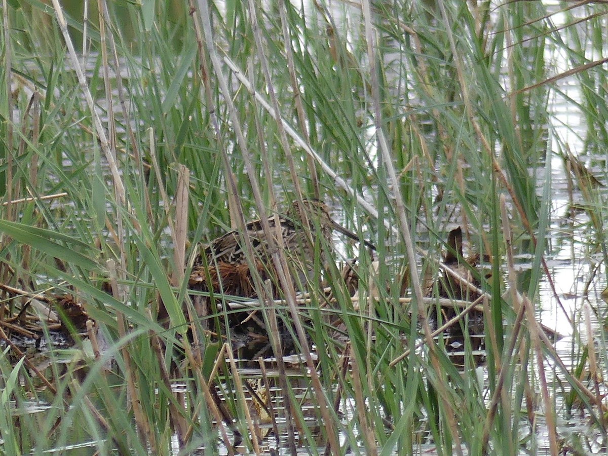 Latham's Snipe - John Newman
