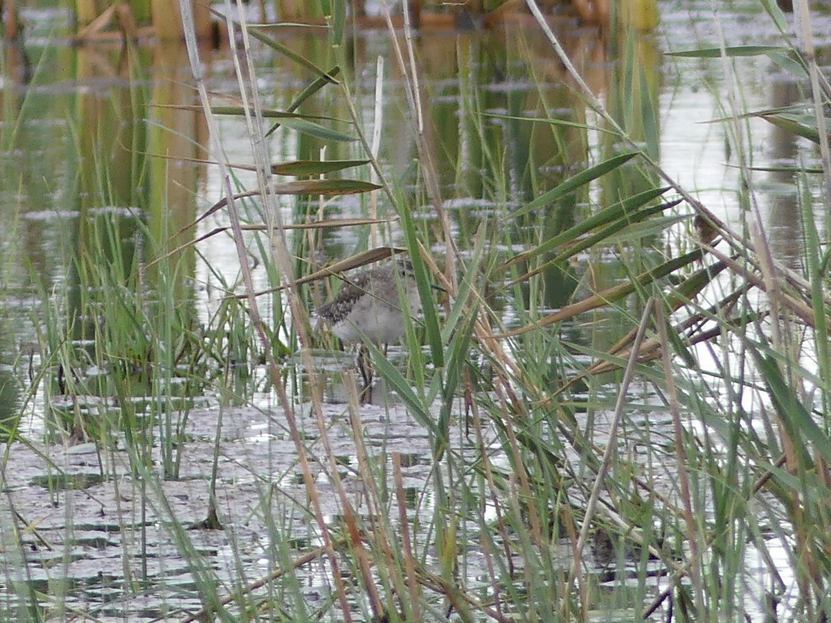 Wood Sandpiper - ML202914421