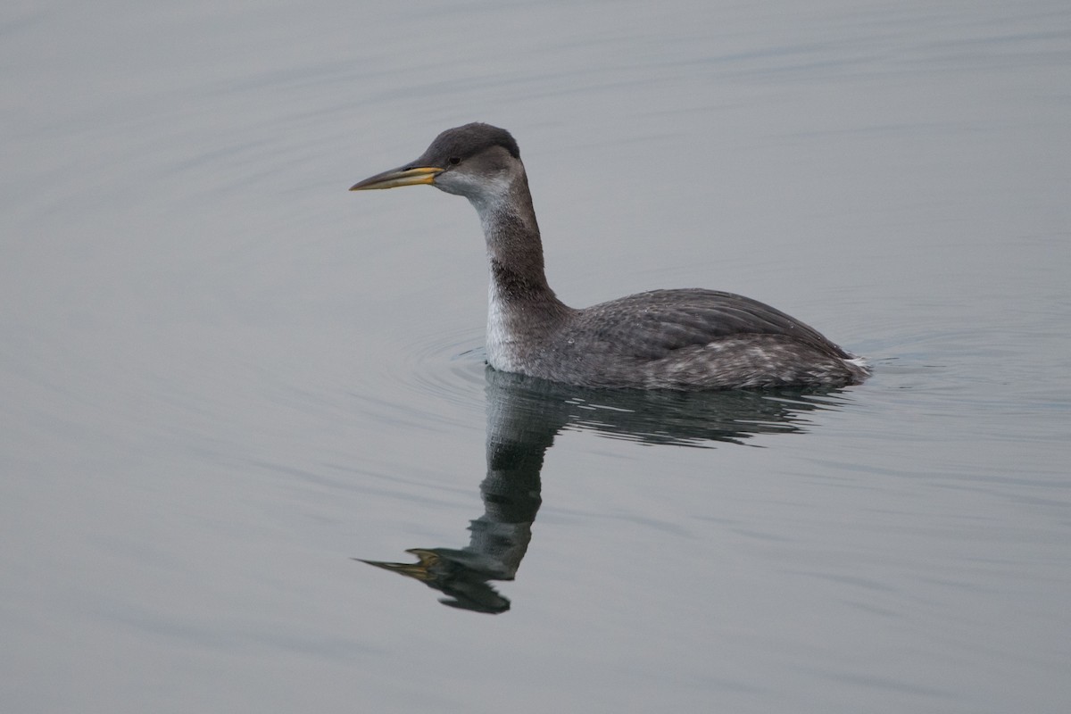 Red-necked Grebe - Micha Mandel