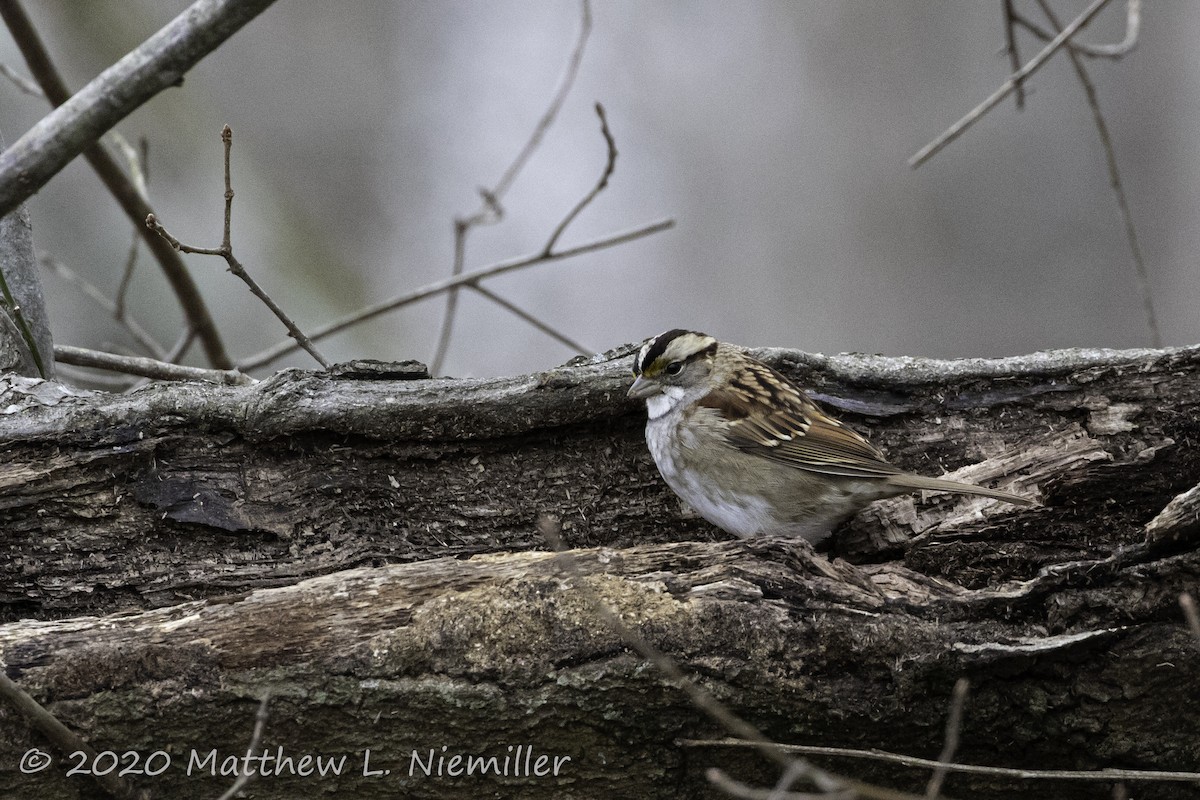 White-throated Sparrow - Matthew  Niemiller