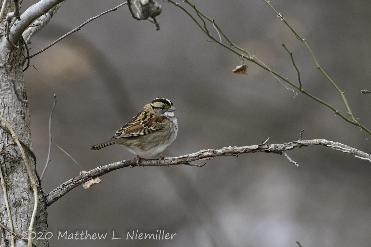 White-throated Sparrow - Matthew  Niemiller