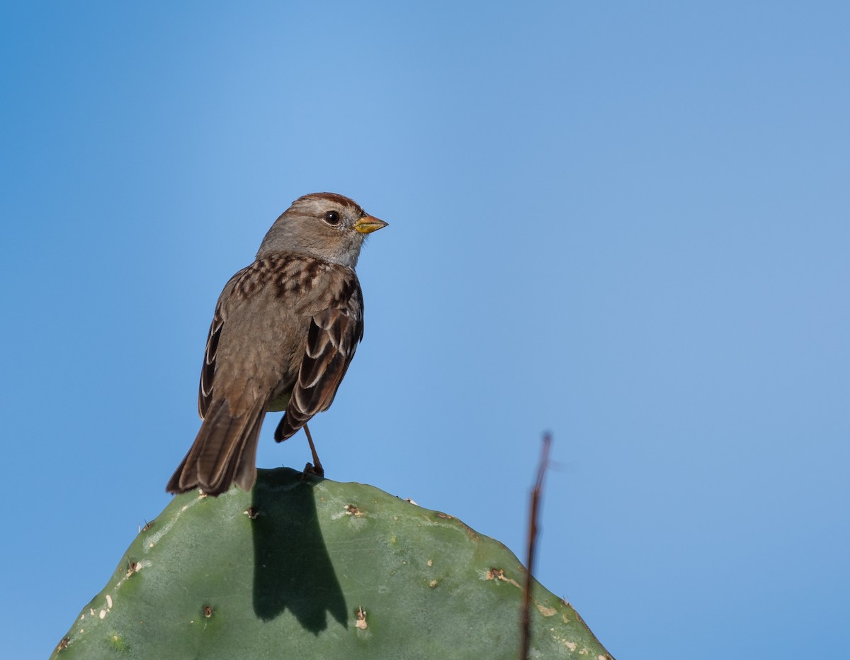White-crowned Sparrow - Bob Morrison