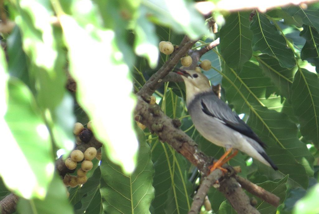 Red-billed Starling - ML202919081