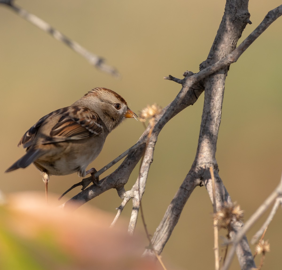 White-crowned Sparrow - Bob Morrison