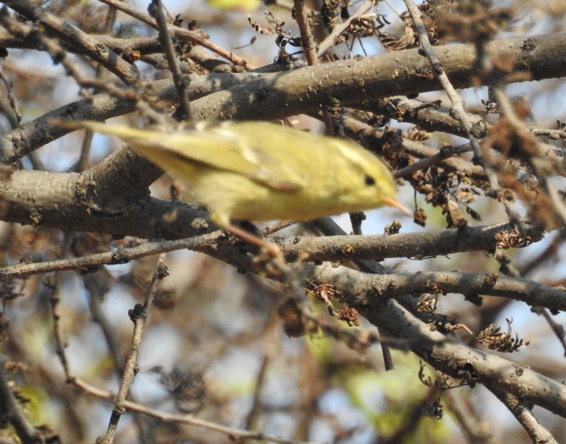 Brooks's Leaf Warbler - ML202919231