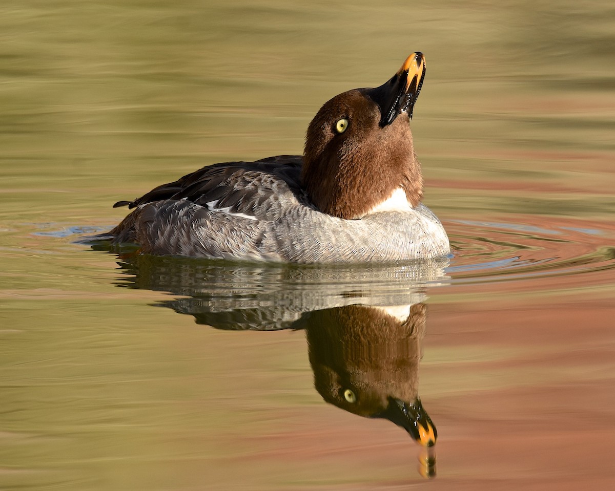 Common Goldeneye - ML202919261