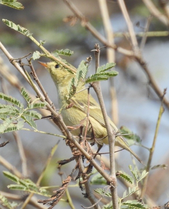 Brooks's Leaf Warbler - ML202919431