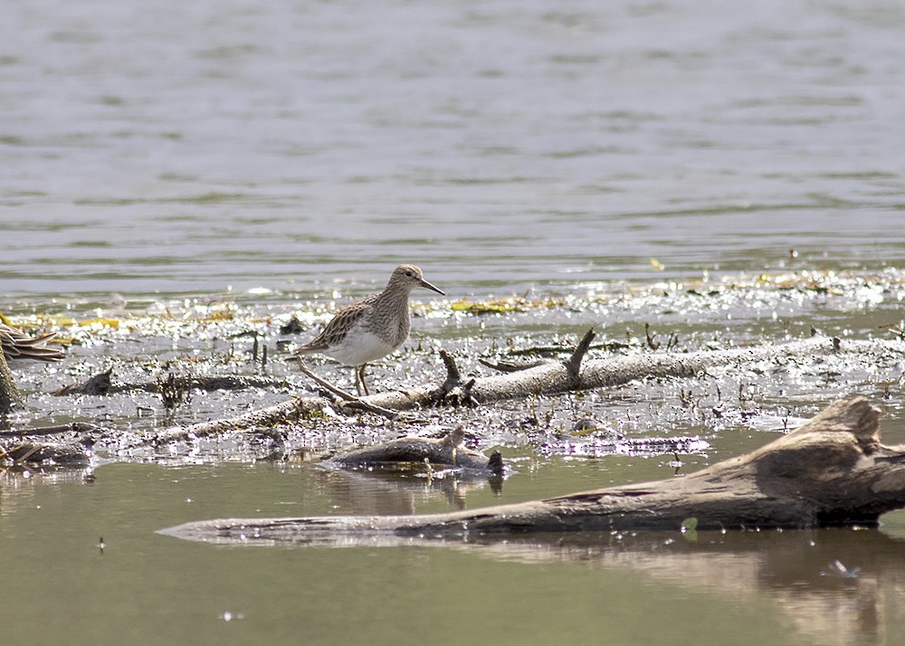 Pectoral Sandpiper - ML202920181