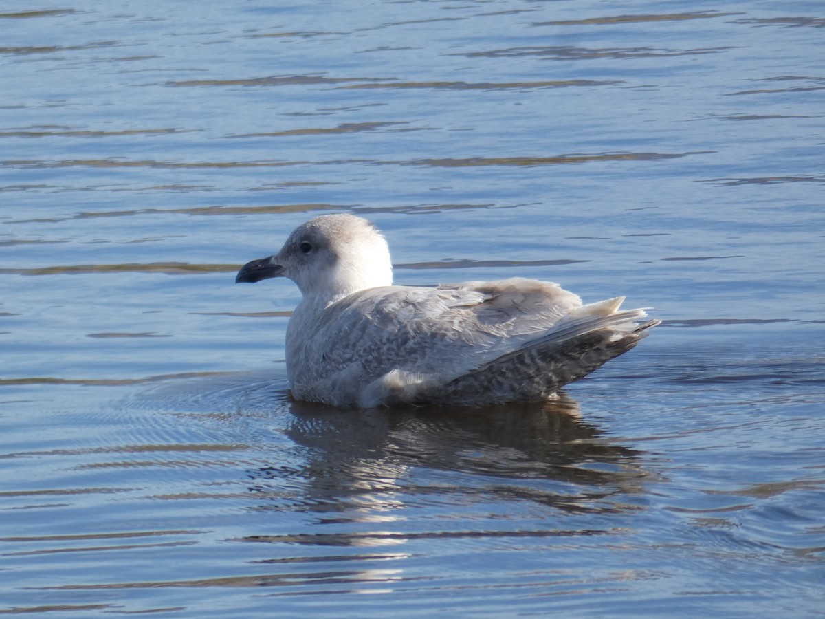 Glaucous-winged Gull - ML202920711