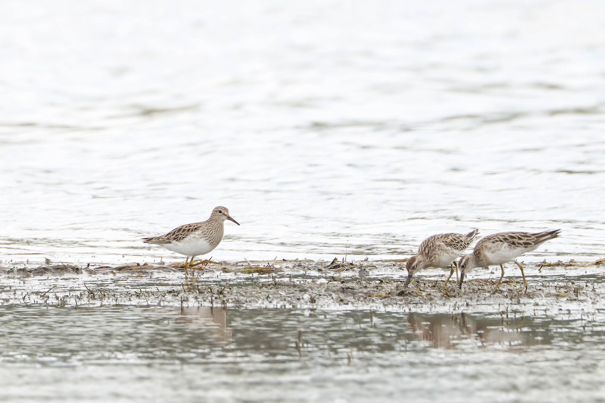 Pectoral Sandpiper - ML202920761