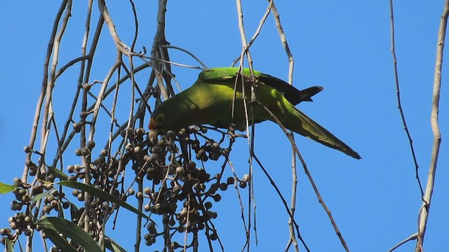 Aratinga Frentinaranja - ML202920931