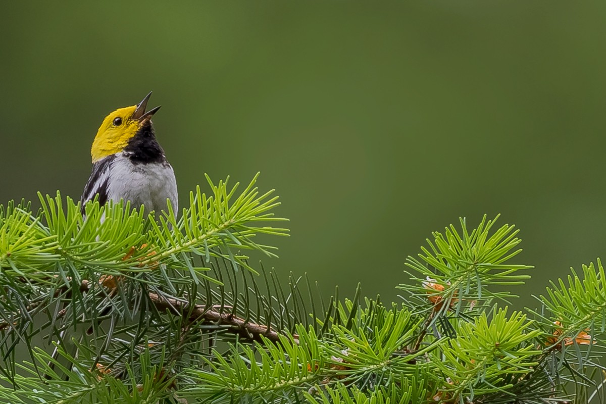 Hermit Warbler - ML202922181