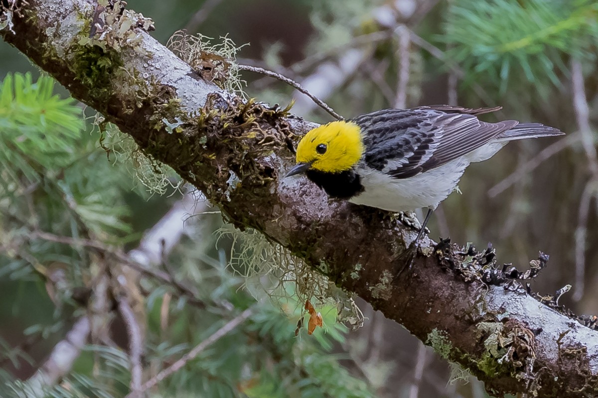 Hermit Warbler - ML202922191