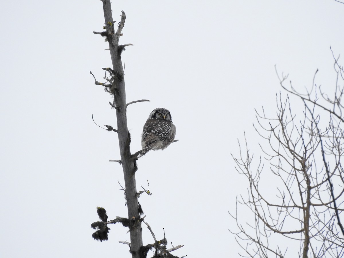 Northern Hawk Owl - ML202924251