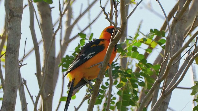 Oriole à gros bec - ML202924521