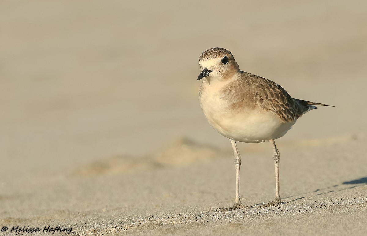 Mountain Plover - ML202926531