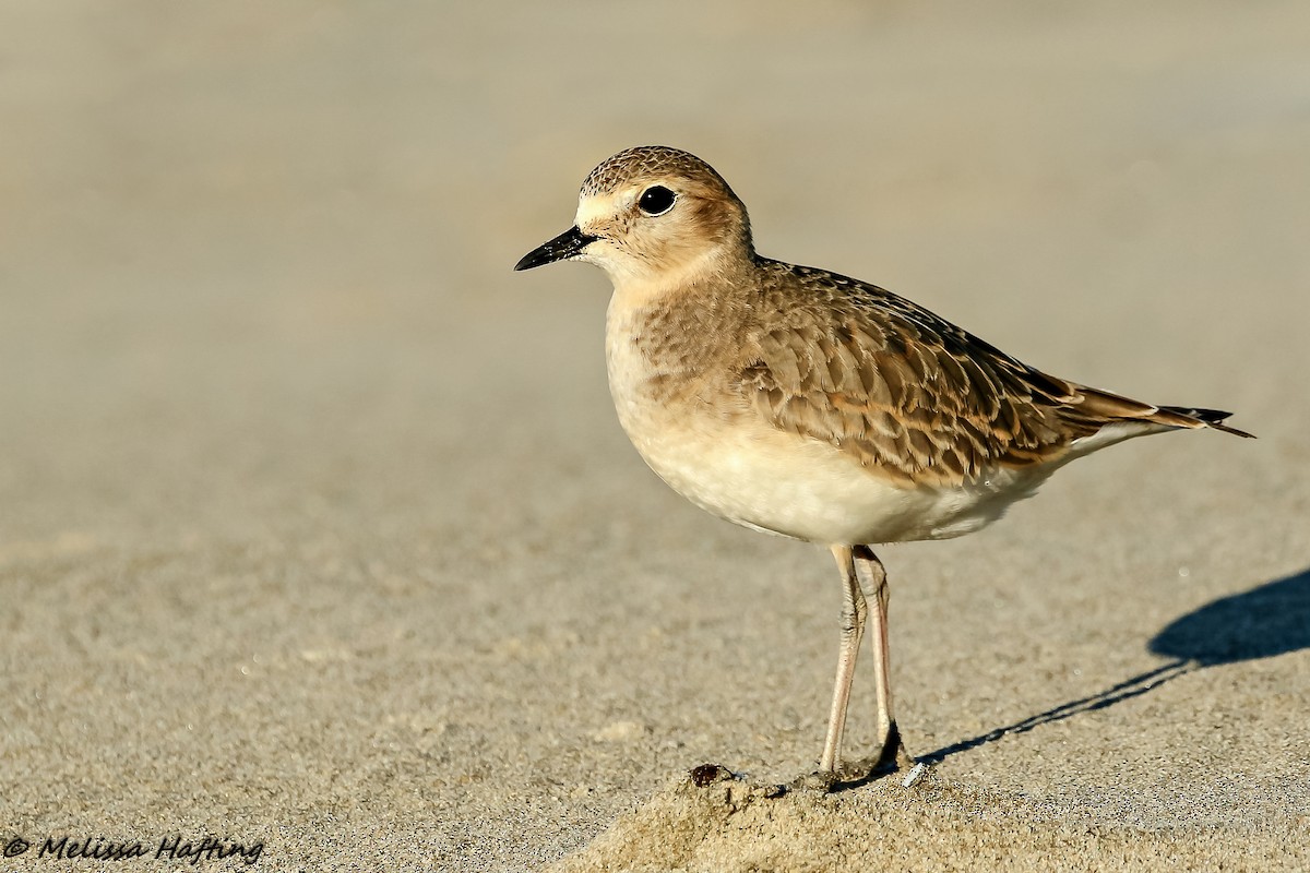 Mountain Plover - ML202926541
