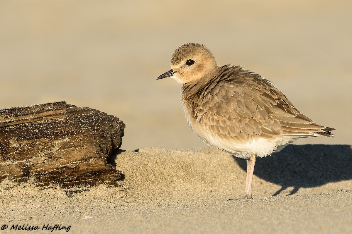 Mountain Plover - ML202926551