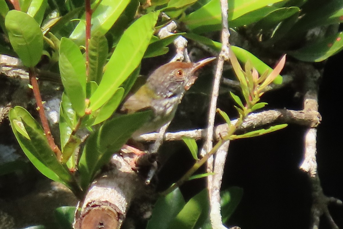 tailorbird sp. - ML202927091