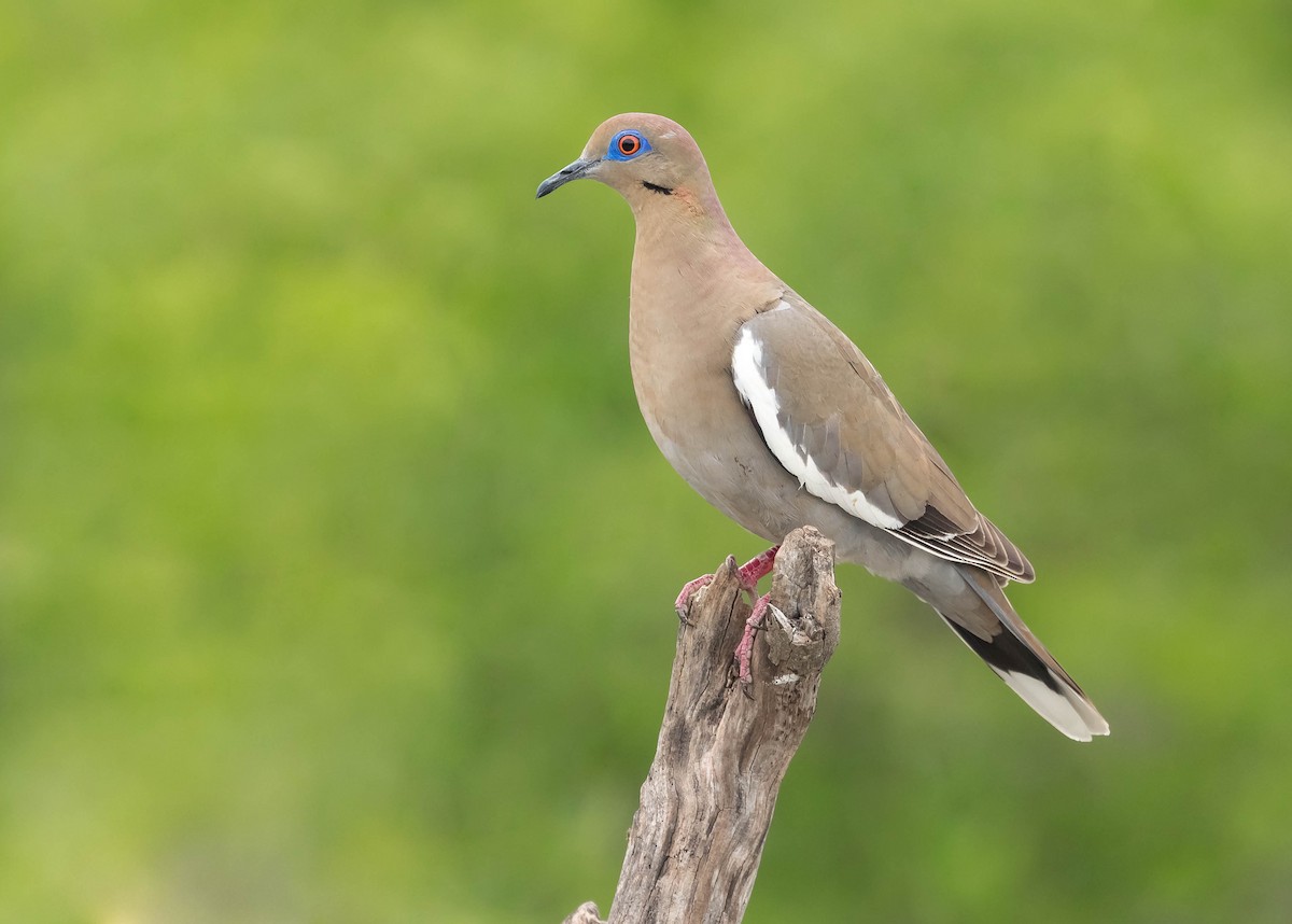 White-winged Dove - Melissa Hafting