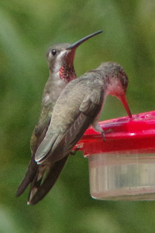 Plain-capped Starthroat - ML20292841