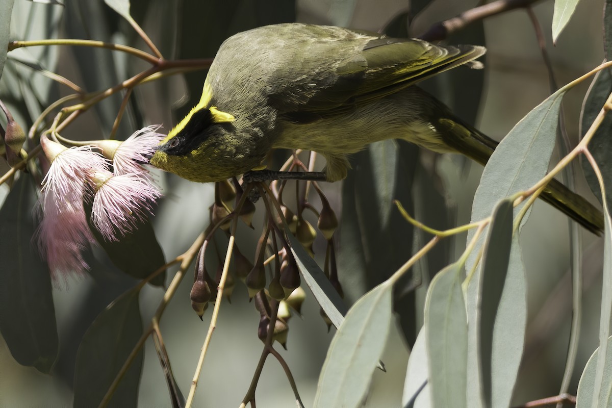 Yellow-tufted Honeyeater - ML202929061