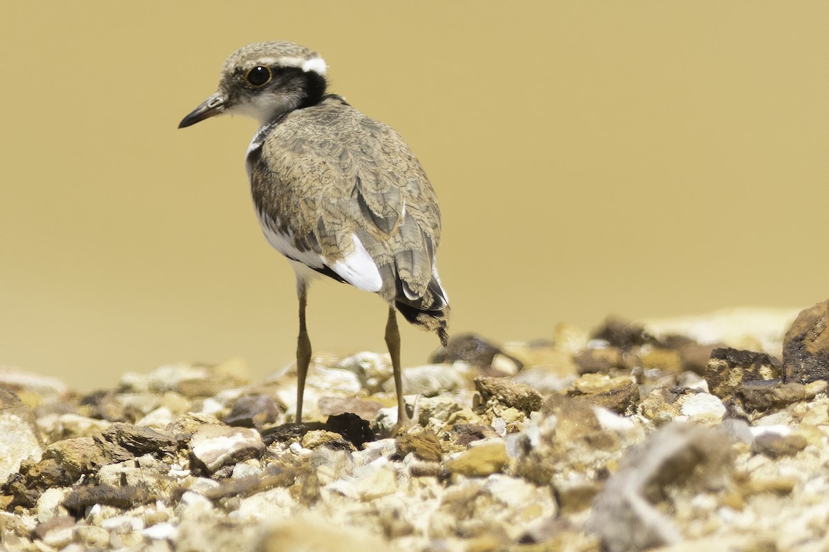 Black-fronted Dotterel - ML202929071