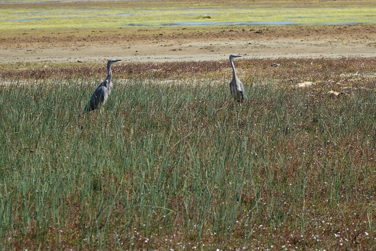 White-faced Heron - ML202929521