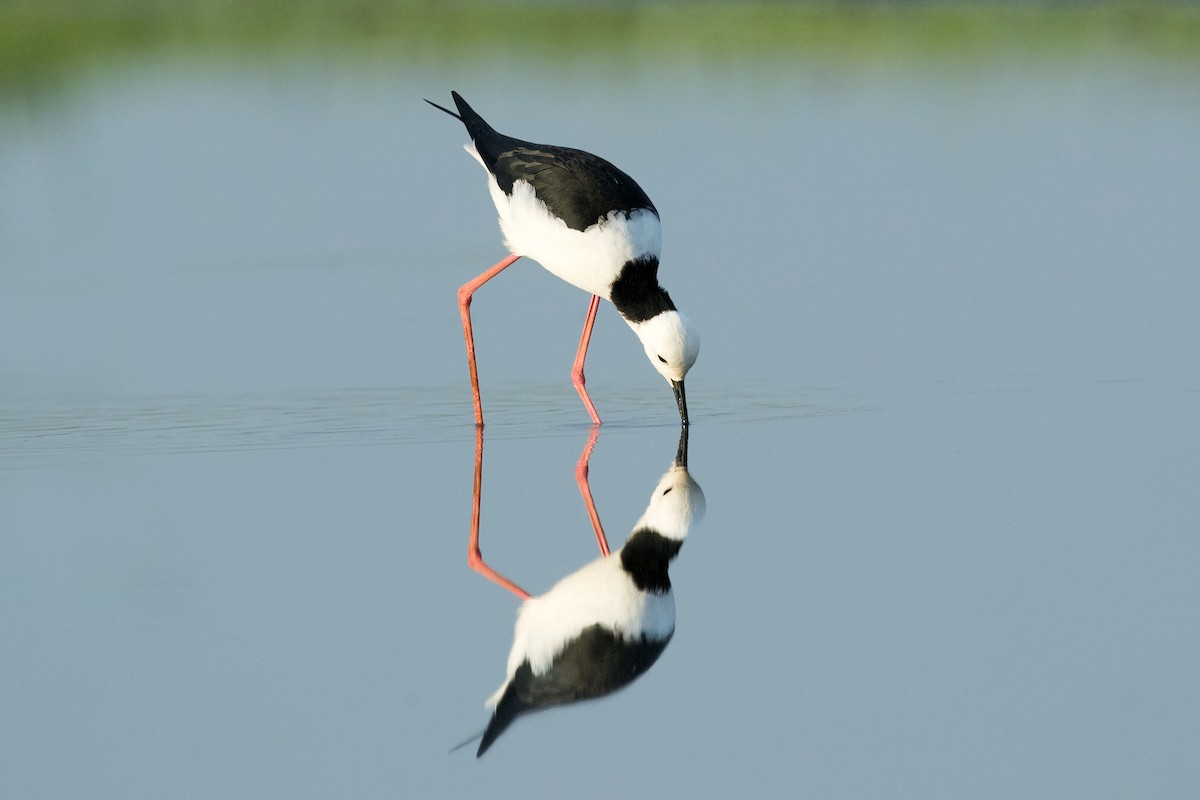 Pied Stilt - David Irving