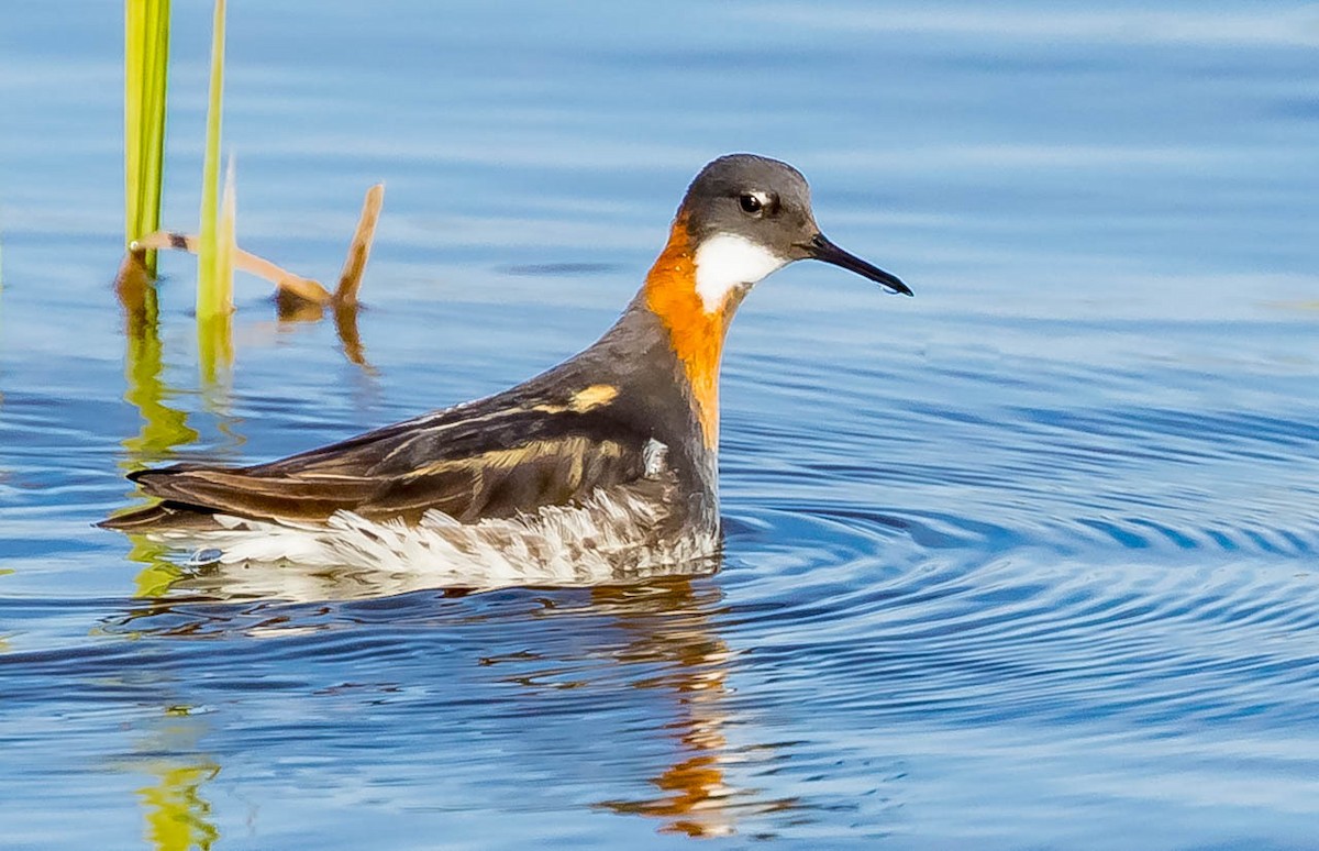 Red-necked Phalarope - ML202931741