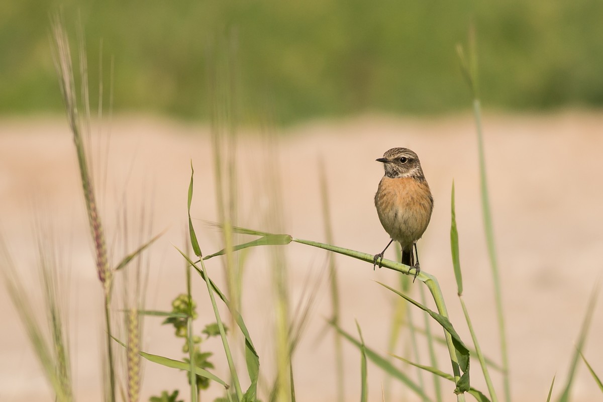 European Stonechat - ML20293261