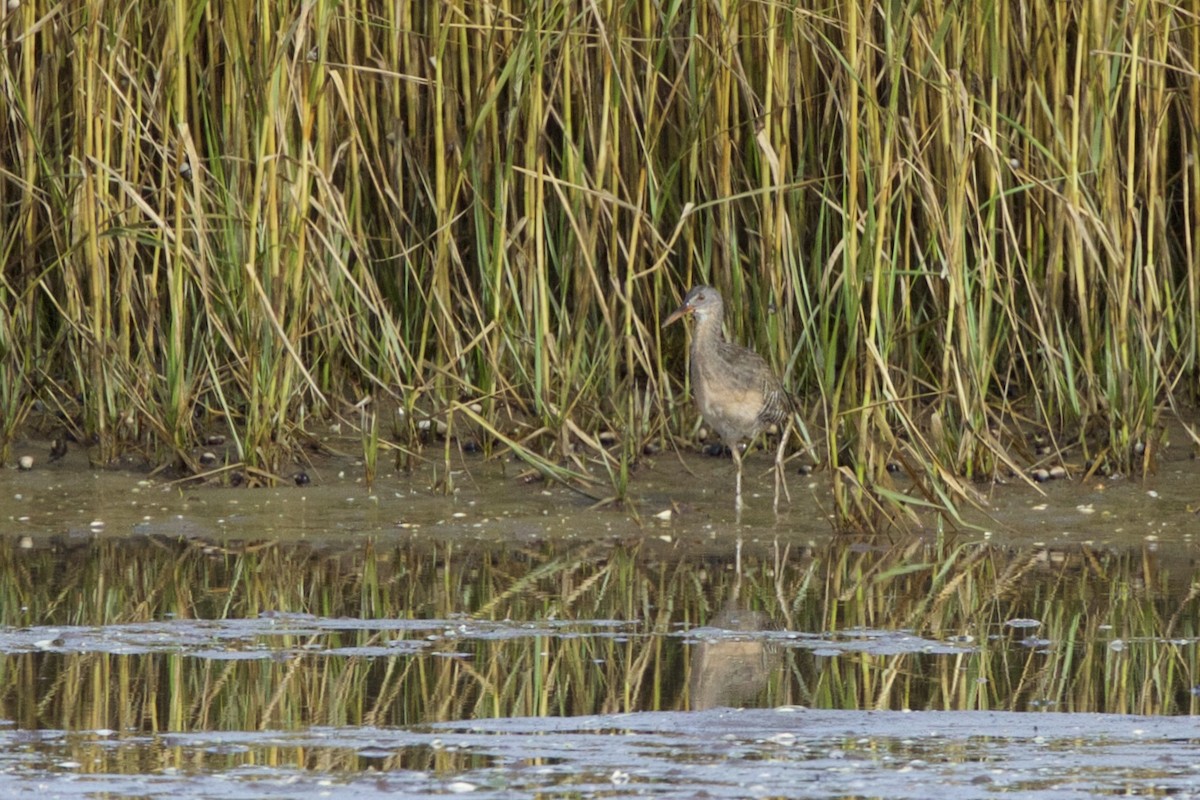 Clapper Rail - ML20293291