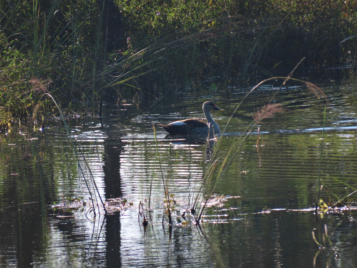 Canard à bec tacheté - ML202933921