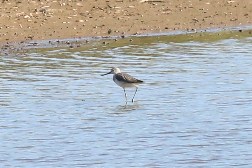 Common Greenshank - ML202937401