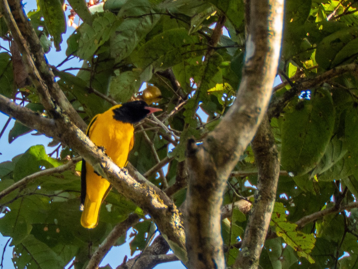 Black-hooded Oriole - ML202938271