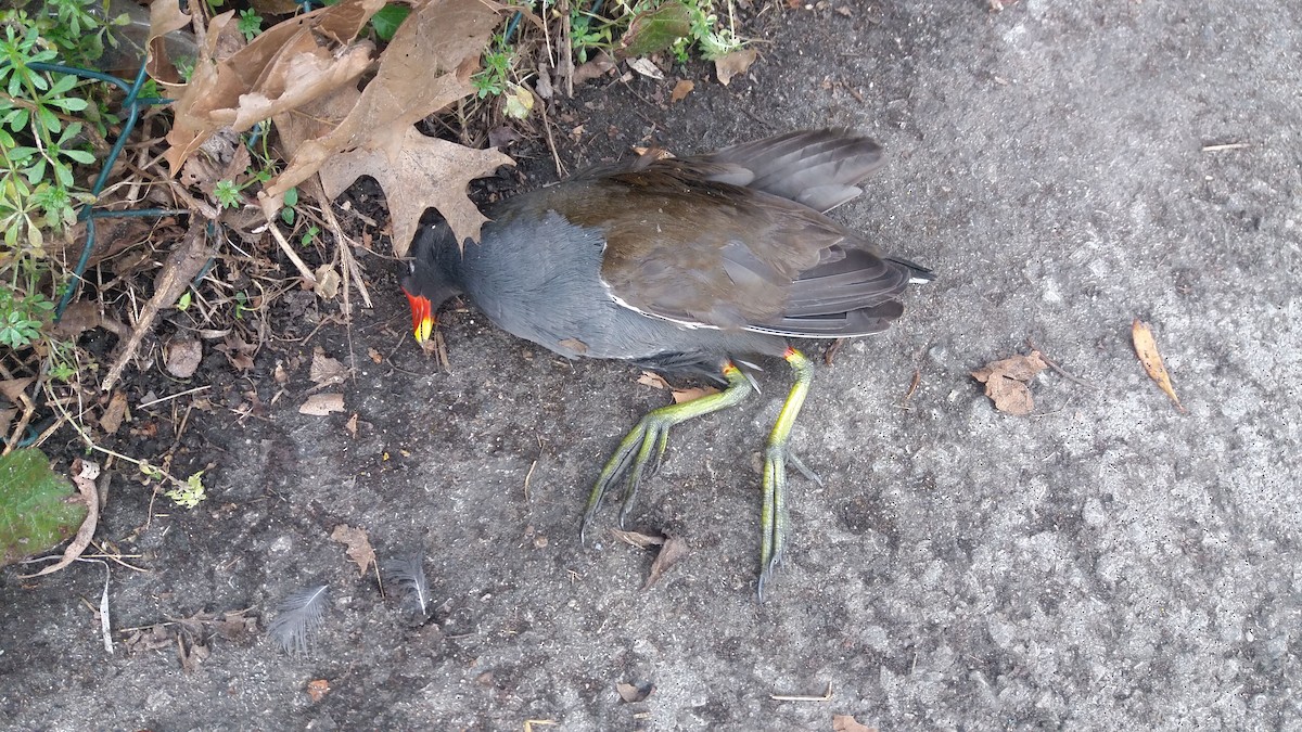 Eurasian Moorhen - ML202939341