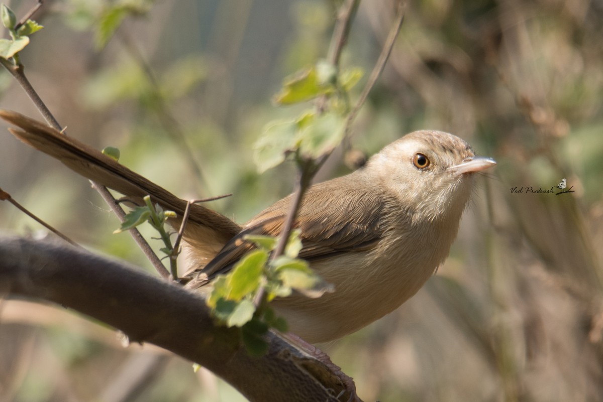 Prinia Frentirrufa - ML202939571