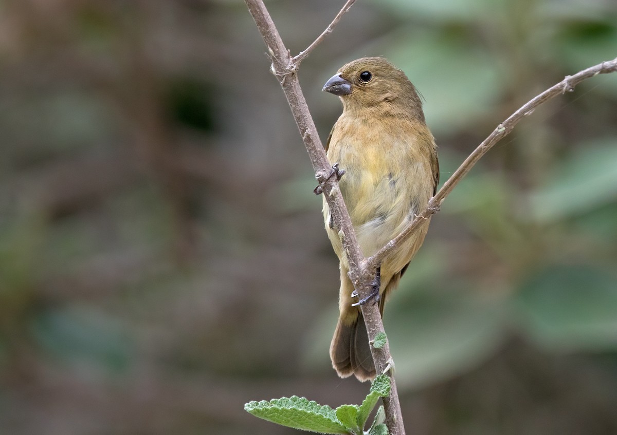 Yellow-bellied Seedeater - ML202939611