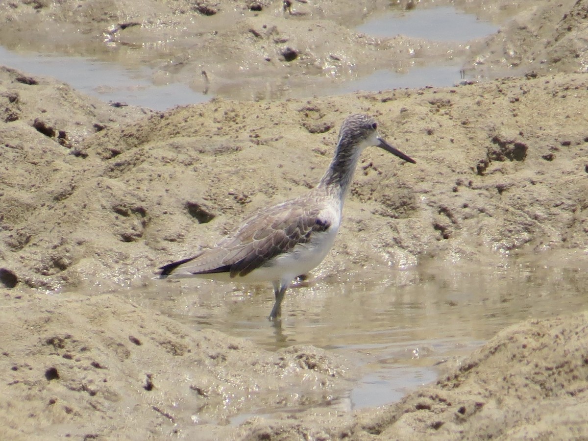 Common Greenshank - Bruno Durand