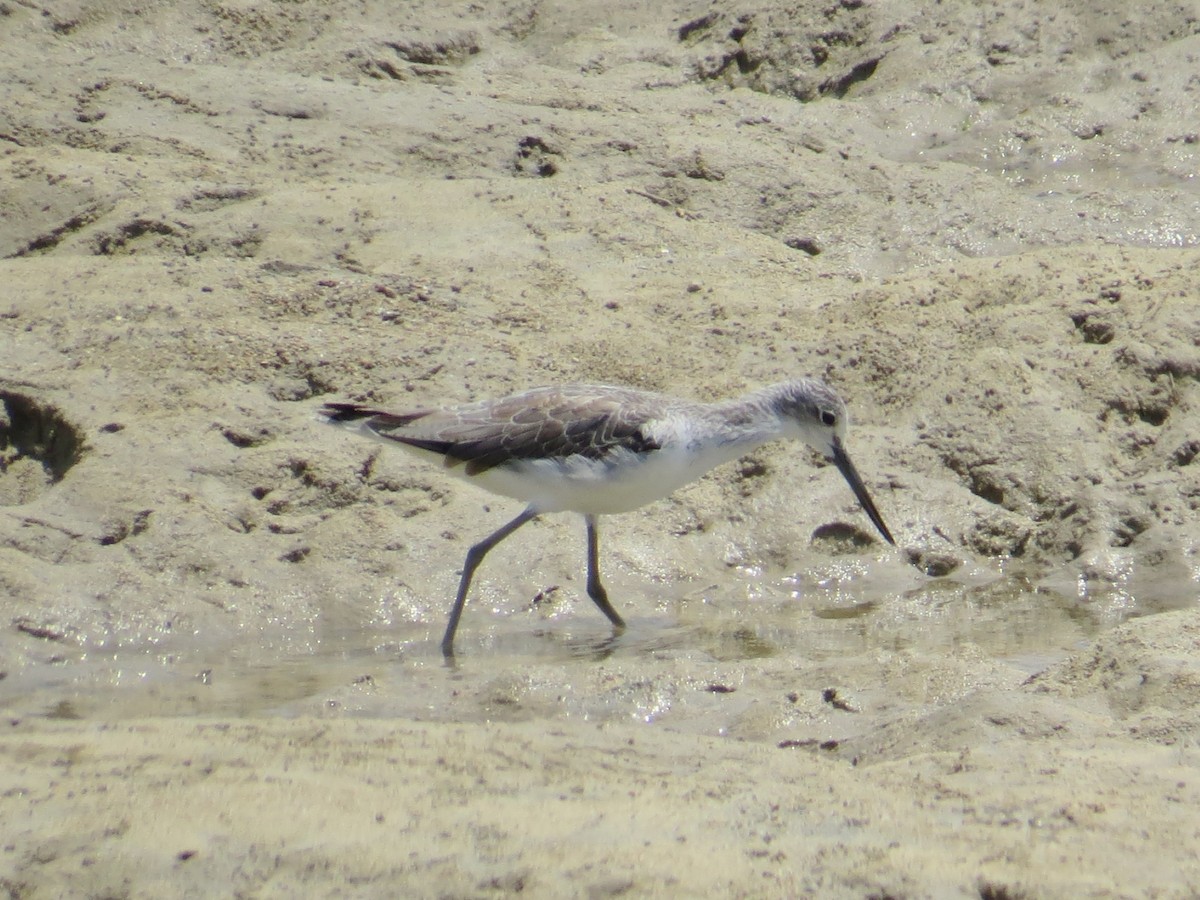 Common Greenshank - Bruno Durand