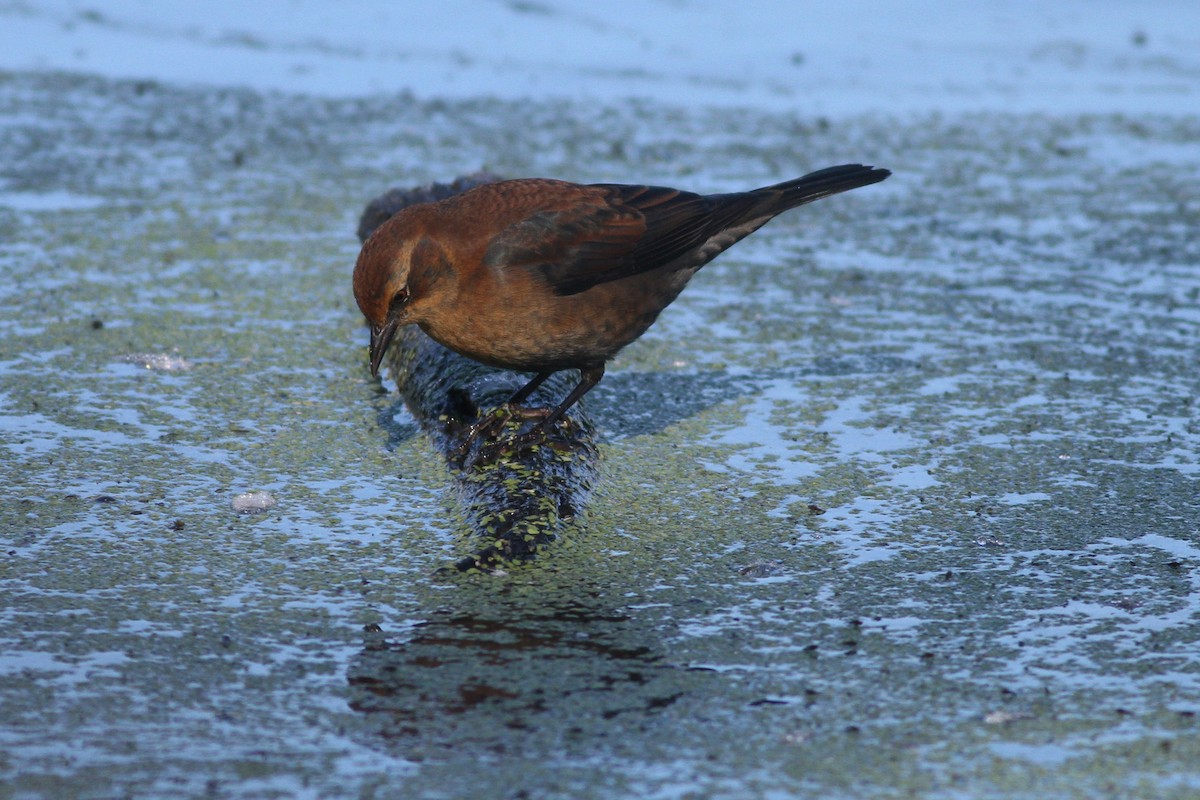 Rusty Blackbird - ML20294031