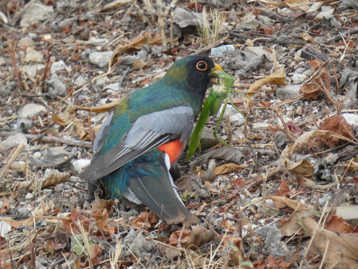 Elegant Trogon - Jean-Paul Boerekamps