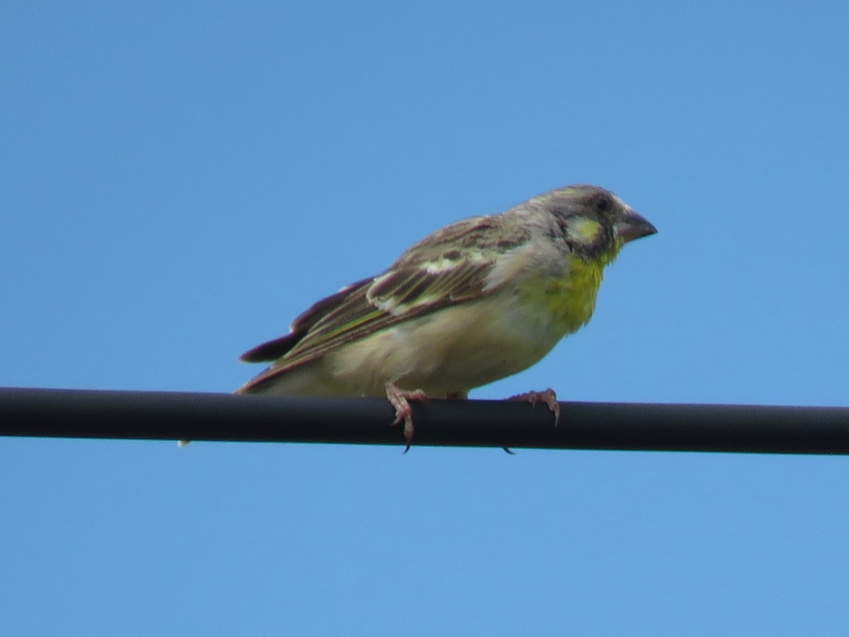 Lemon-breasted Seedeater - Tim Carney