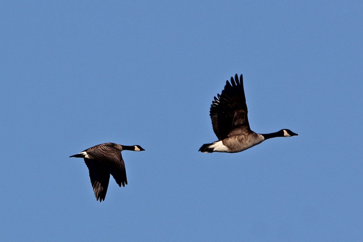 Cackling Goose - Matthew Schenck