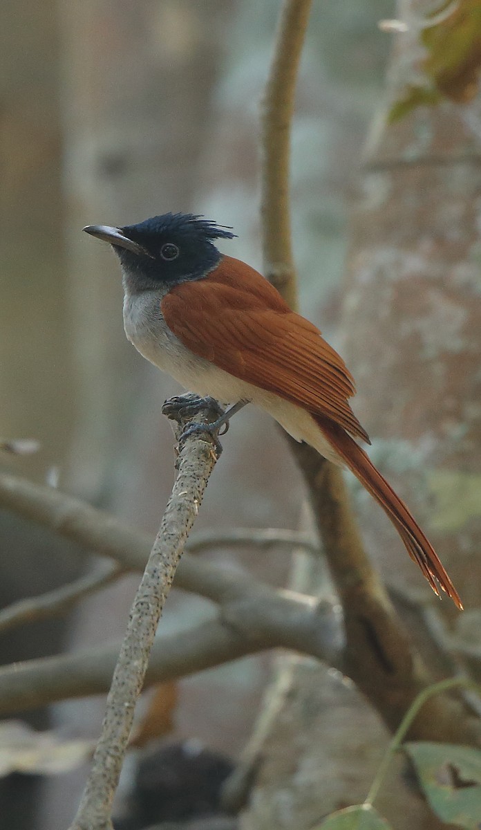 Indian Paradise-Flycatcher - Albin Jacob