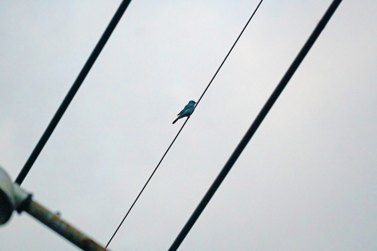 Verditer Flycatcher - Sutthikhun Phaengphongsai