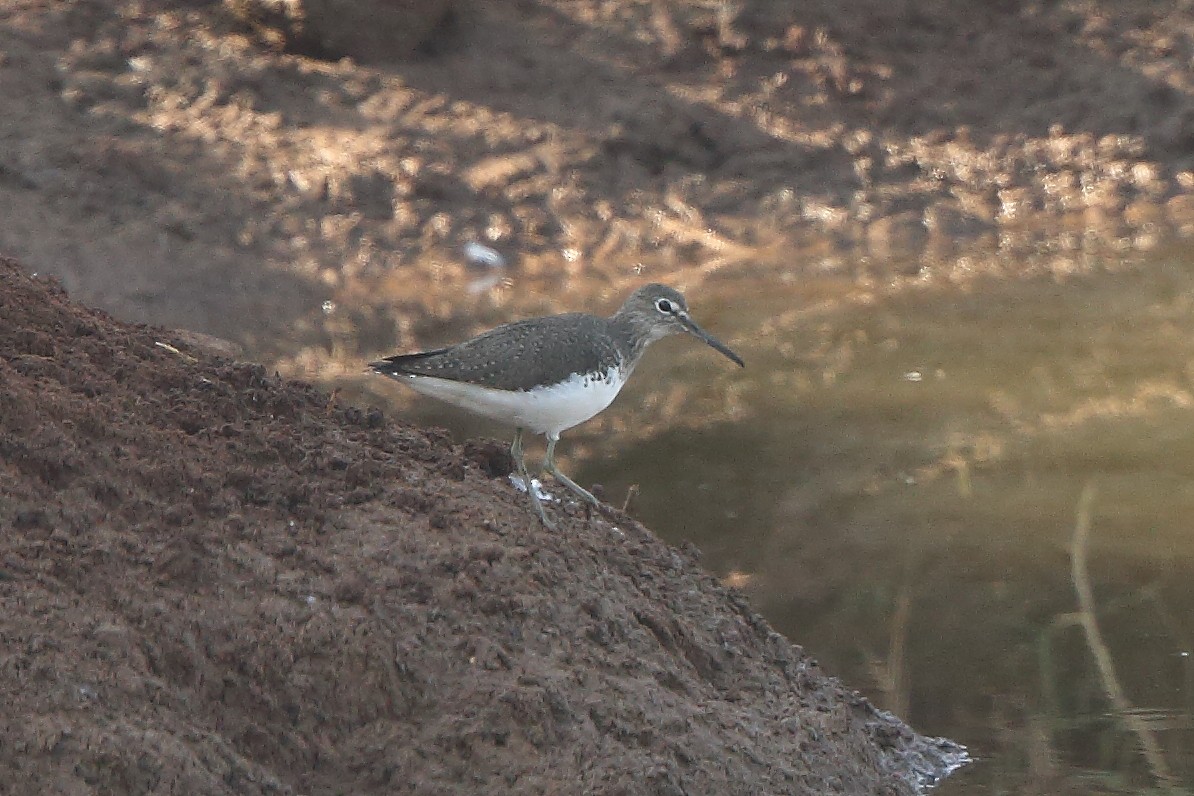 Green Sandpiper - ML202943471